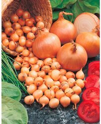 Лук - севок Штутгартер Ризен 1 кг для выращивания на подоконнике на зелень, на перо, лук-севок для огорода
