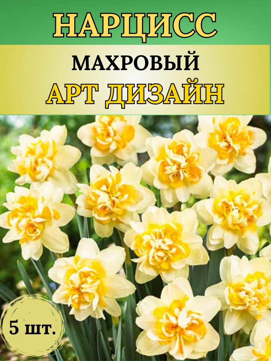 Нарциссы луковицы многолетние цветы 5 штук