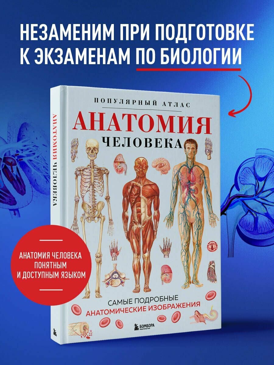Анатомия человека. Популярный атлас. Самые подробные анатомические изображения