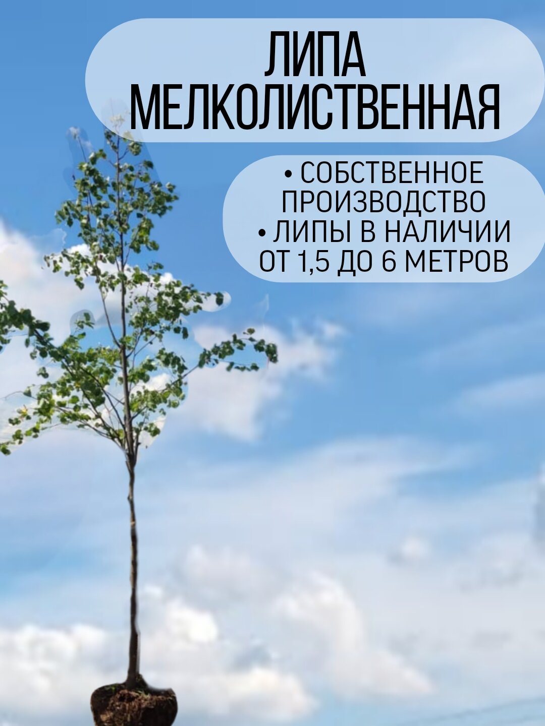Липа Мелколиственная Greenspire, многолетнее, декоративное, бежево-зеленая, 1.5-2 м