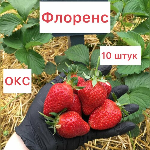 Клубника поздняя флоренс 10 штук окс