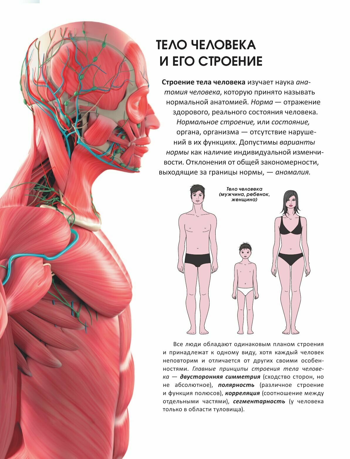Популярный атлас анатомии человека - фото №17