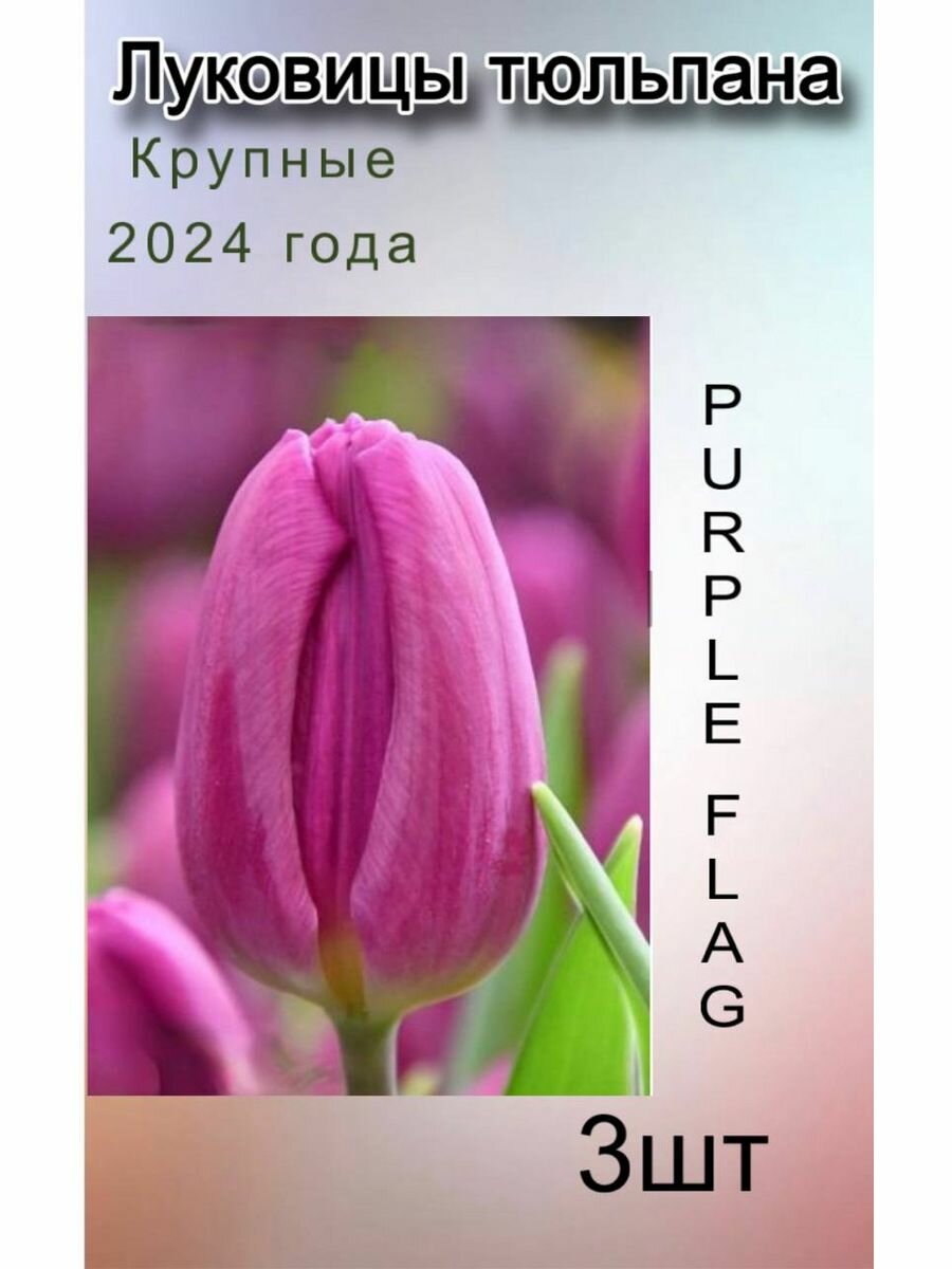 Луковицы Тюльпана Purplе Flag ( 3 шт)