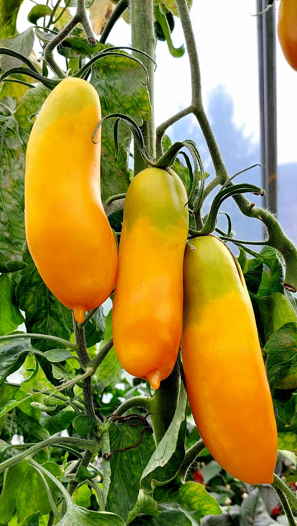 Семена Томата сибирские бананы (Siberian Bananas) / Seeds And Goods / в пакетике zip-lock без полиграфии 10 семян