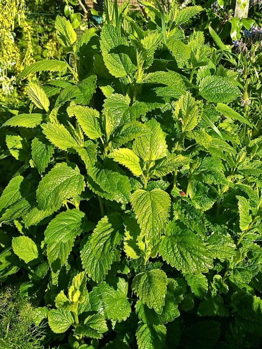 Семена Мелисса лекарственная лимонная (Melissa officinalis), 30 штук