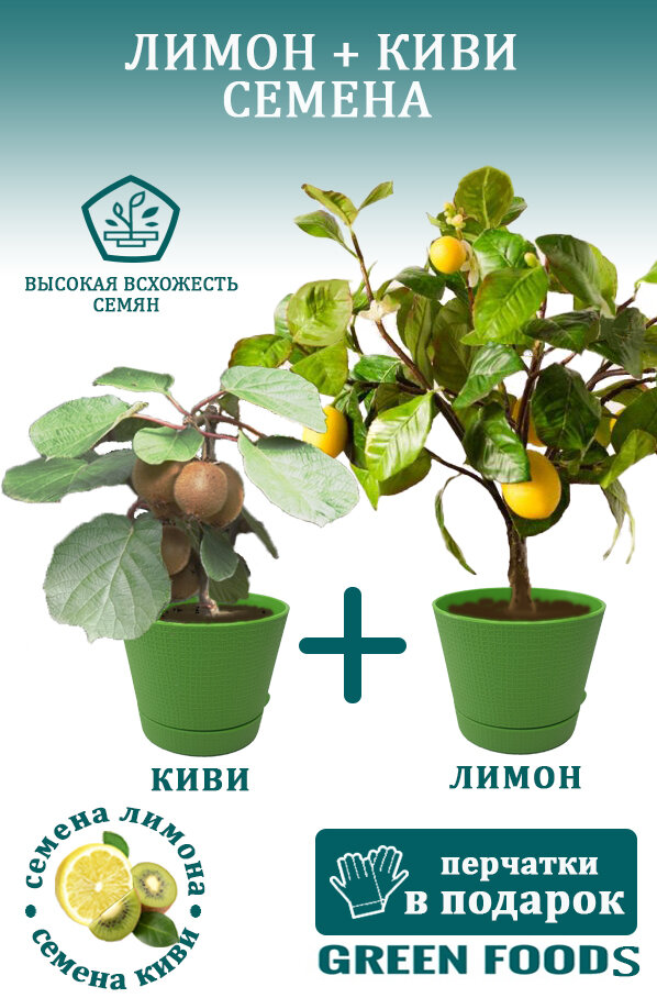 фото Домашний лимон семена + Киви семена