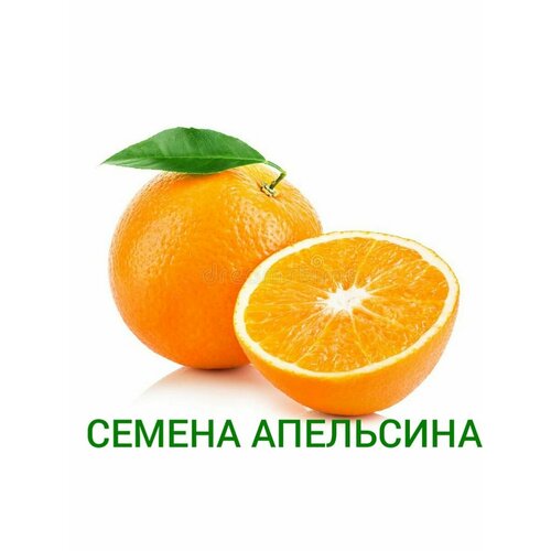 Семена Апельсина