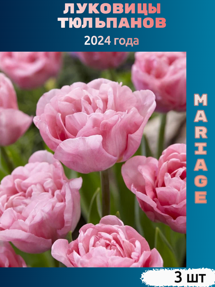 Луковицы тюльпана Mariage (3 шт)