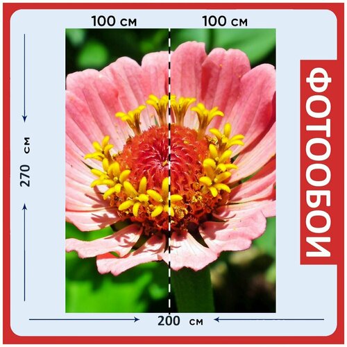 Фотообои Цинния цветок розовый цветок 200x270 см флизелиновыена стену 2930₽