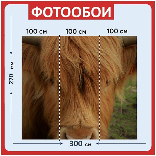 Фотообои "Корова, теленок, нагорье" 300x270 см. флизелиновыена стену