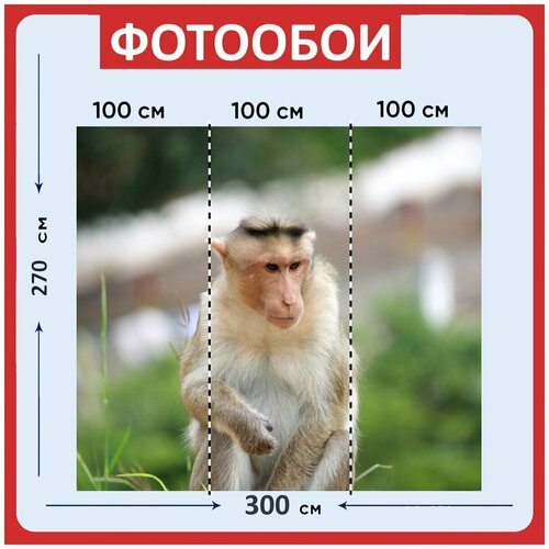 Фотообои Обезьяна крупным планом лангура серый лангур 300x270 см флизелиновыена стену 3940₽
