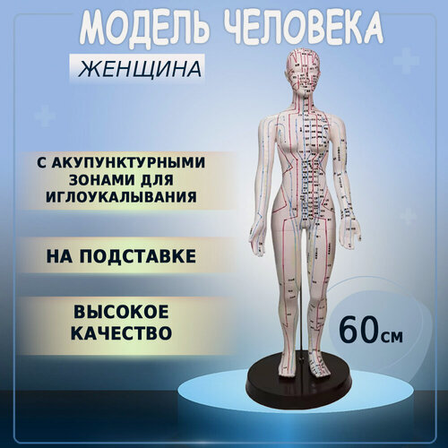 Изображение товара Анатомическая модель для акупунктуры женщина с точками рефлексотерапии 60см