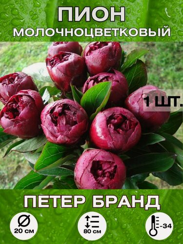 Изображение товара Пион Петер Бранд, корневище