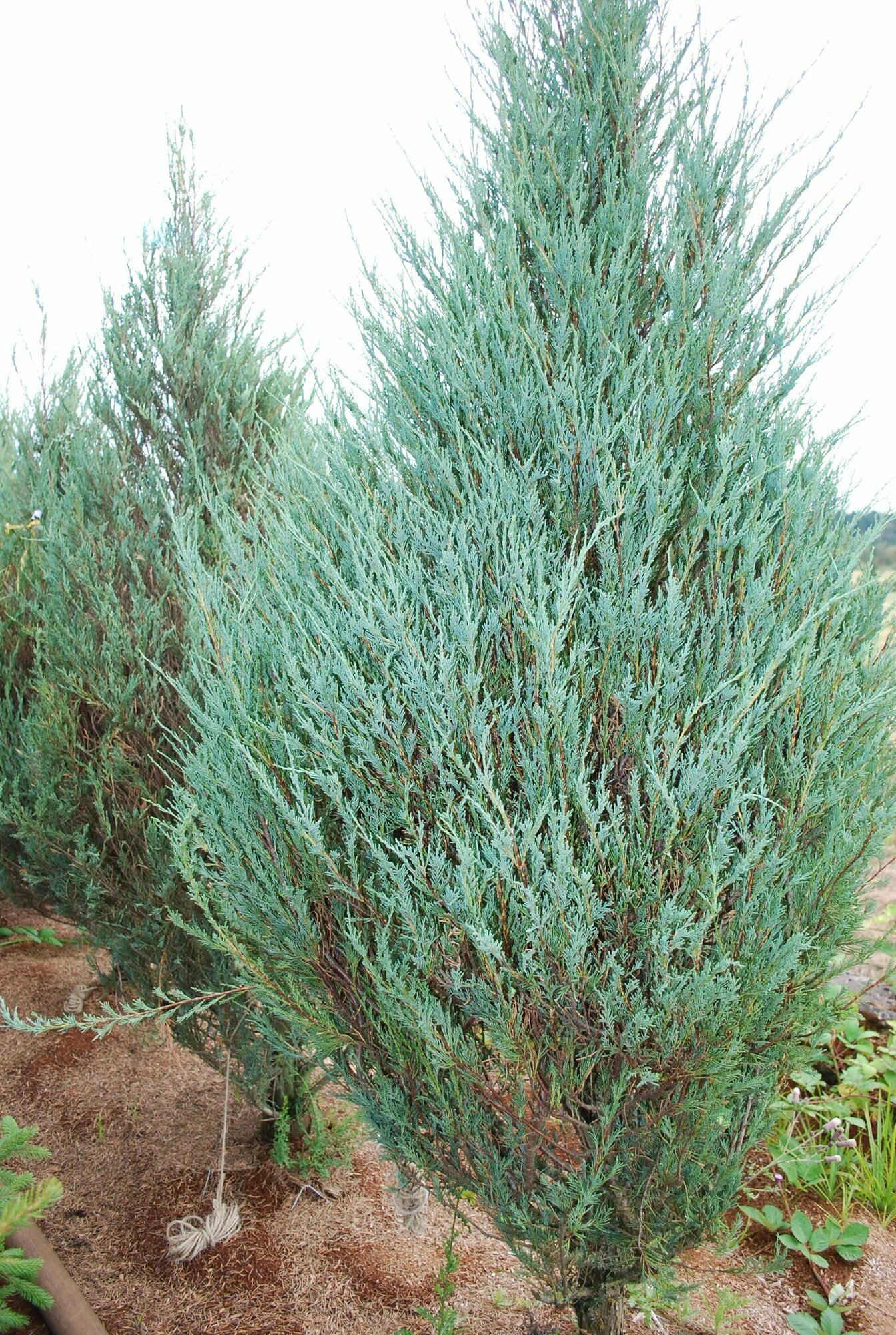 Можжевельник FLORA GROUP Мунглоу 883769 многолетнее хвойное декоративное 150 см