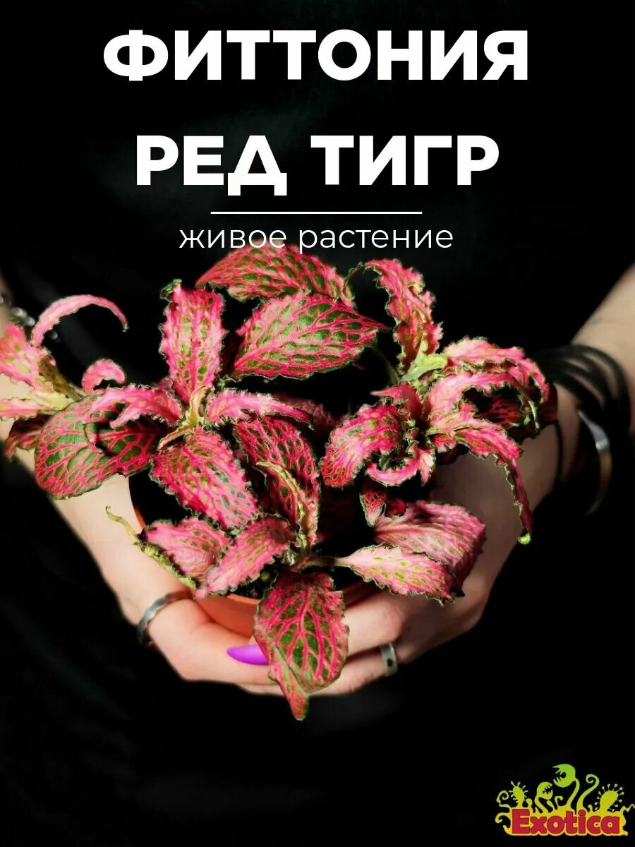 Фиттония Ред Тигр (Fittonia Red Tiger) D85см домашний цветок