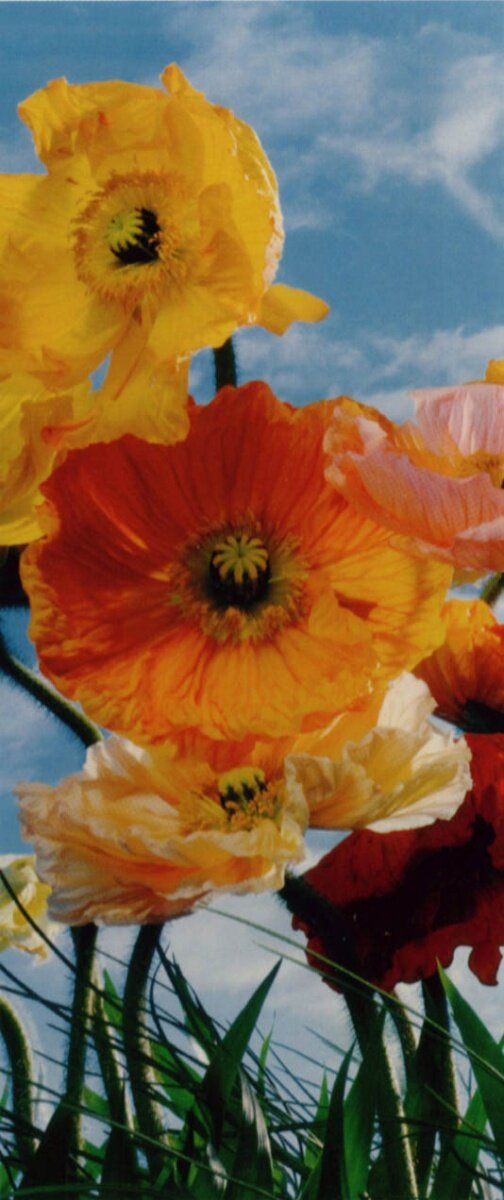 фото Фотообои Komar бумажные 2-1257 0,92*2,2 2 полотна, клей в комплекте