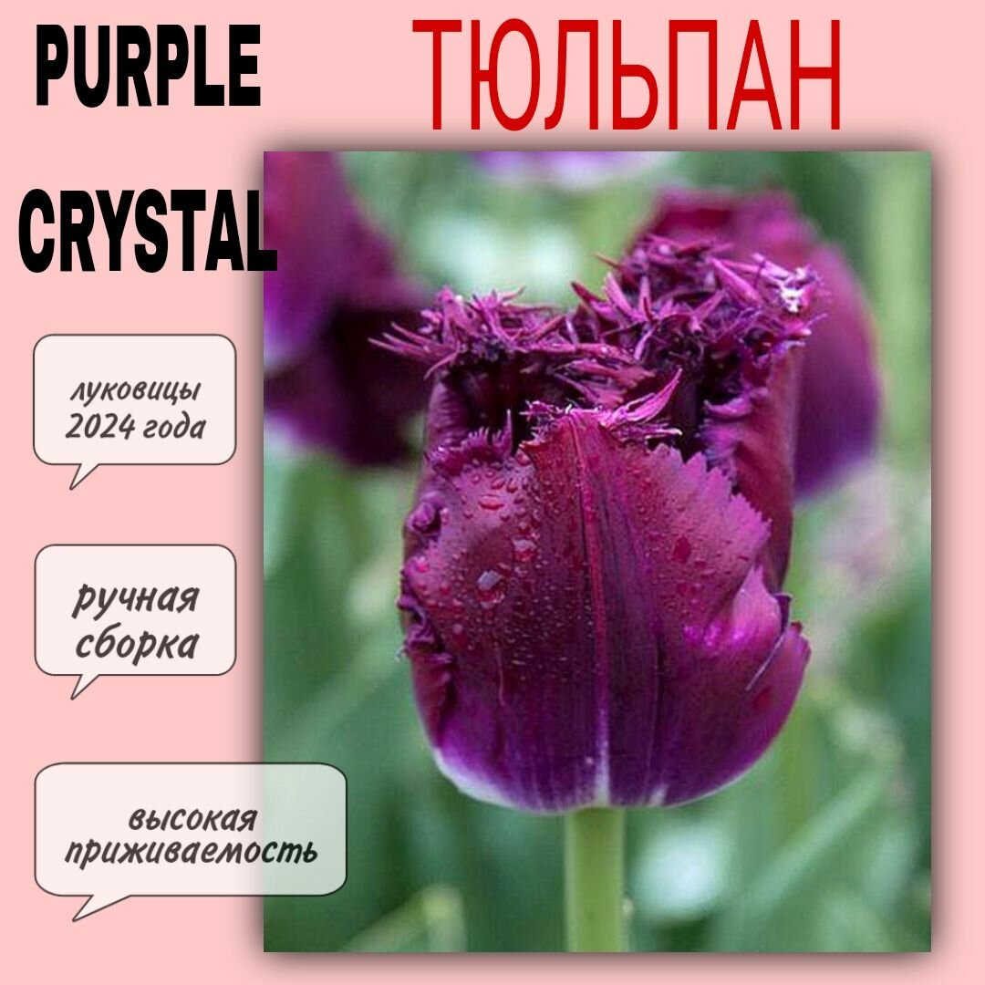 Луковицы тюльпана сорт "Purple Crystal" 5 шт