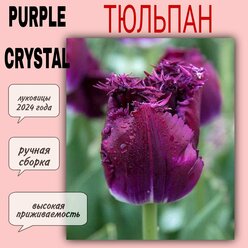 Луковицы тюльпана, сорт "Purple Crystal", 3 шт