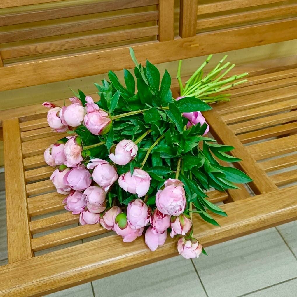 Живые цветы букет пионов Сара Берна 25 шт