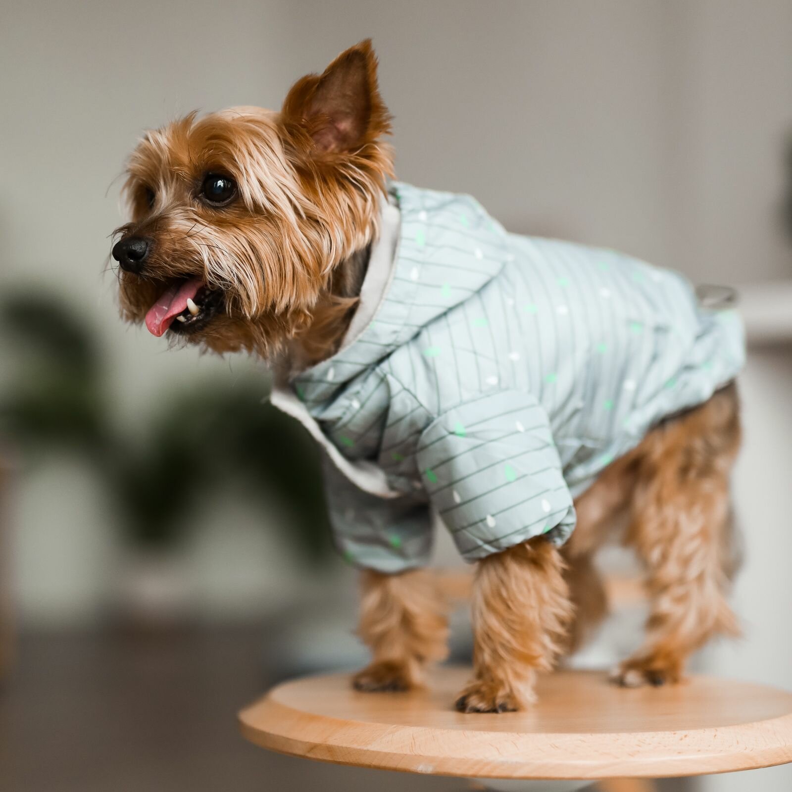 Дождевик/куртка, одежда для собак, "Не Один Дома" Drop, серый, L, длина спинки - 40 см