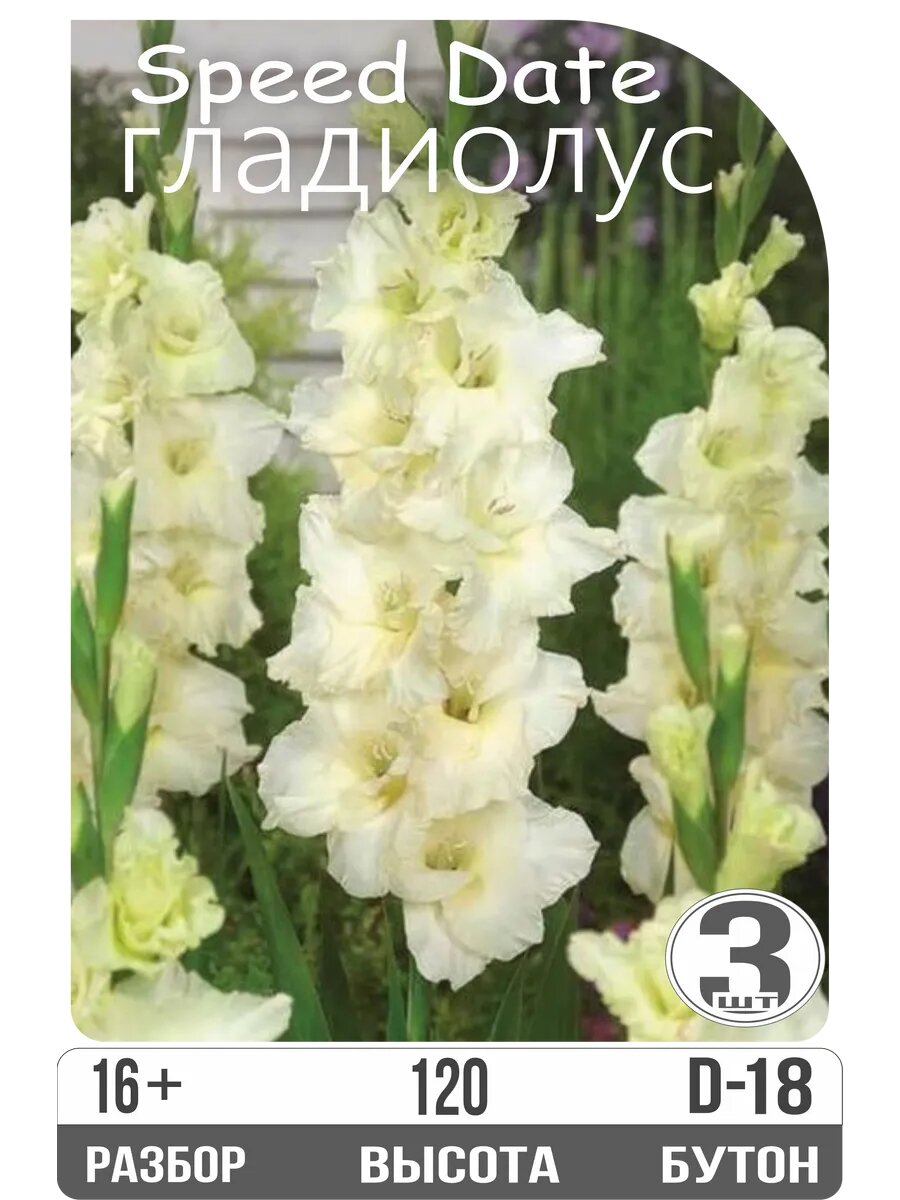 Луковицы гладиолуса 