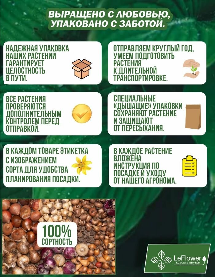 Тюльпан Луковицы очищенные, Микс сортов, 50шт