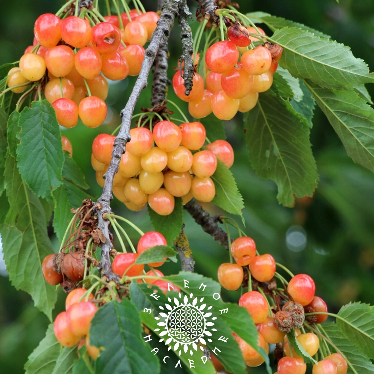 Семена Черешня (желто-розовая) (лат. Prunus avium) 10шт