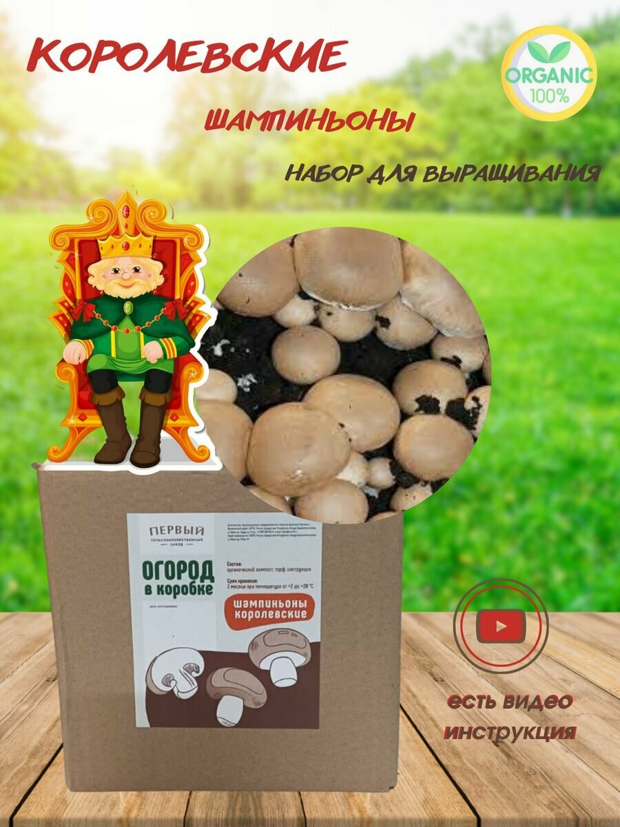 Королевские шампиньоны для выращивания