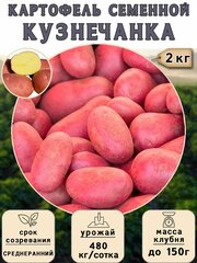 Картофель семенной на посадку Кузнечанка (суперэлита) 2 кг Среднеранний