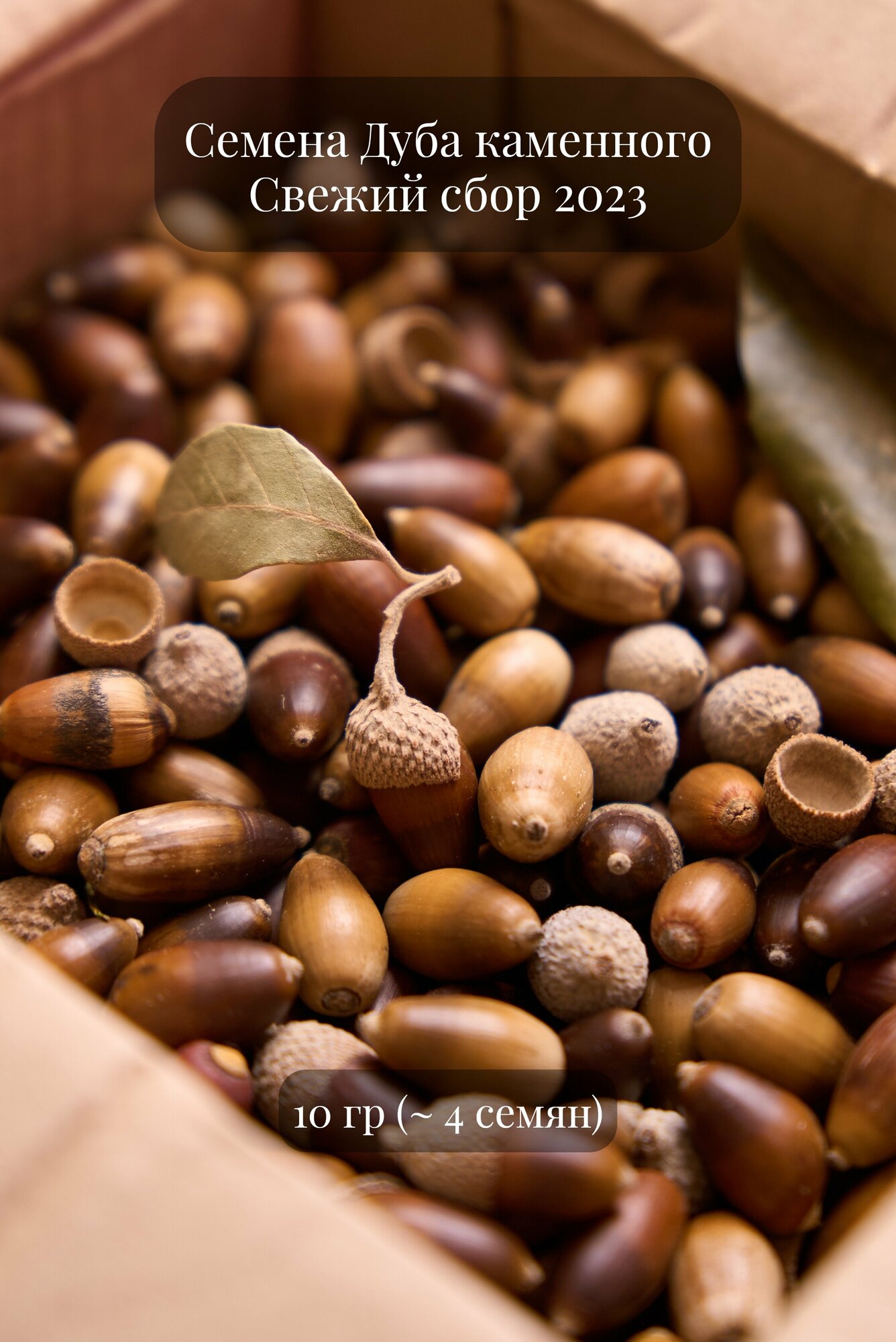 Семена желудей Дуба каменного,10 грамм (примерно 4 шт)
