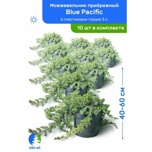 Можжевельник прибрежный Blue Pacific (Блю Пацифик) 40-60 см в пластиковом горшке 3 л, саженец, хвойное живое растение, комплект из 10 шт можжевельник прибрежный блю пасифик 1 шт