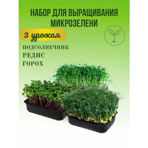 Набор для выращивания Микрозелени набор для выращивания микрозелени стройность с джутом