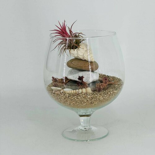 Тилландсия на камнях в флорариуме 5580₽