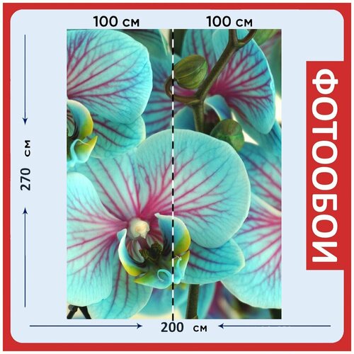 Фотообои Орхидеи синий цветок 200x270 см флизелиновыена стену 2980₽