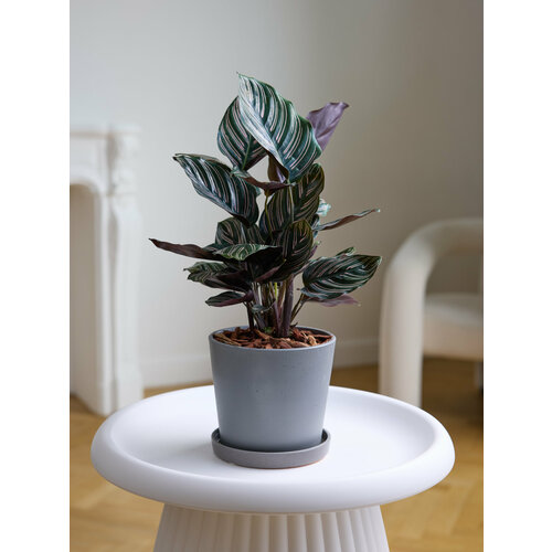 Растение калатея орната в бетонном горшке d 17 см, h 35 см