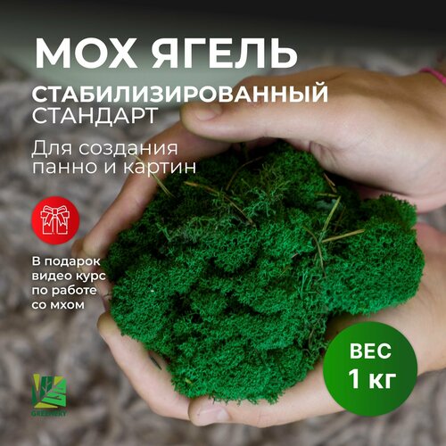 Greenery Moss / Стабилизированный мох Ягель украшения для комнаты и творчества 1 кг