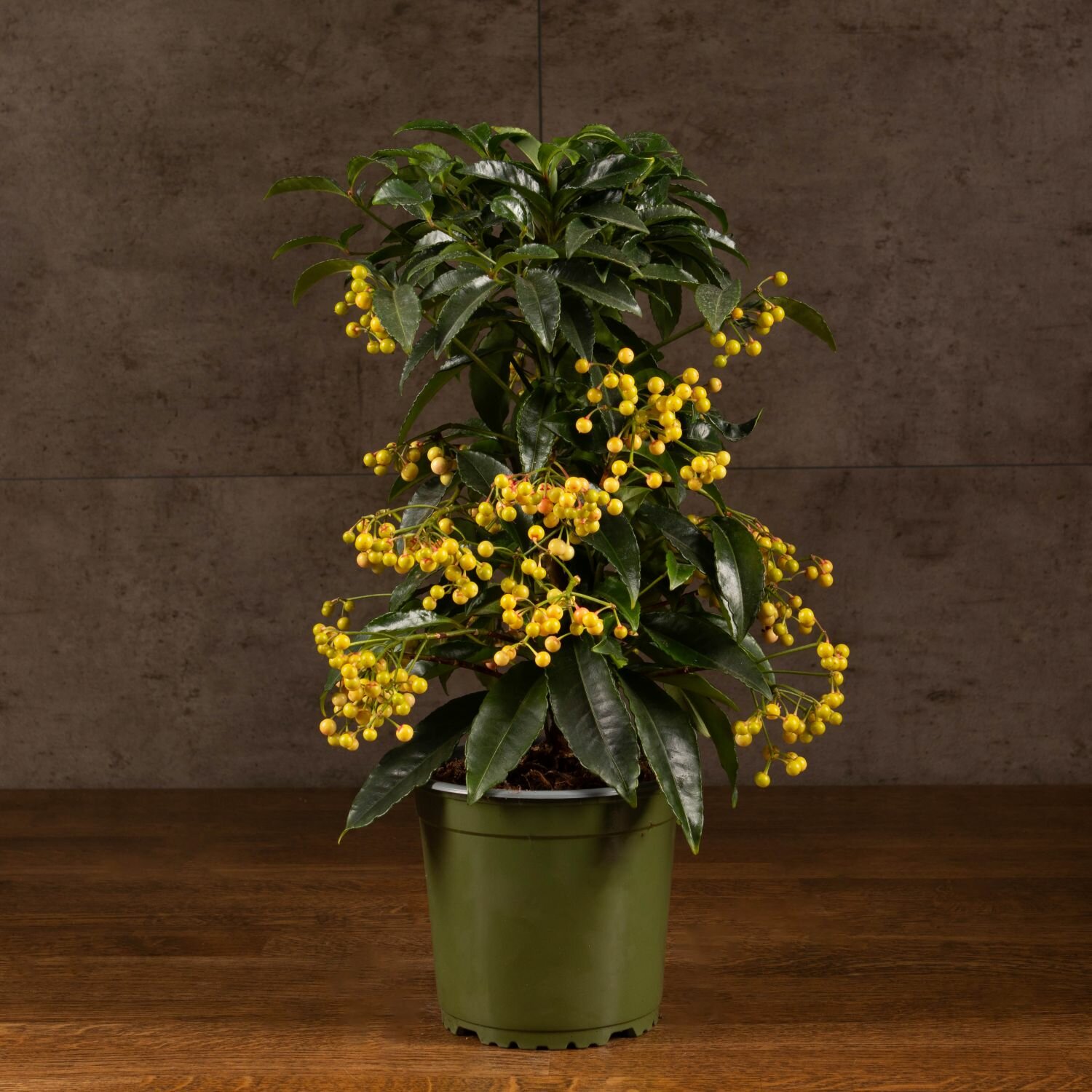 Ардизия белая 40/14