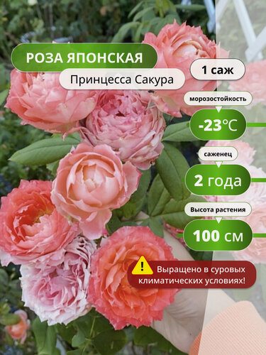 Изображение товара Роза японская "Принцесса Сакура", многолетнее, цветы розовые