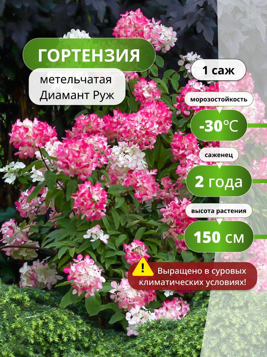 Гортензия метельчатая Диамант Руж / саженец гортензии, многолетнее, саженец