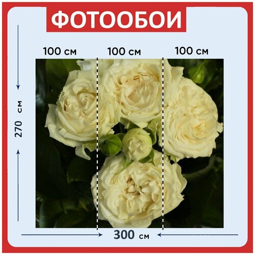 Фотообои Розы белый роуз 300x270 см флизелиновыена стену 3980₽