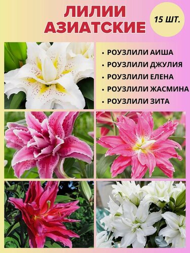 Изображение товара Лилии луковицы, сет 15 штук