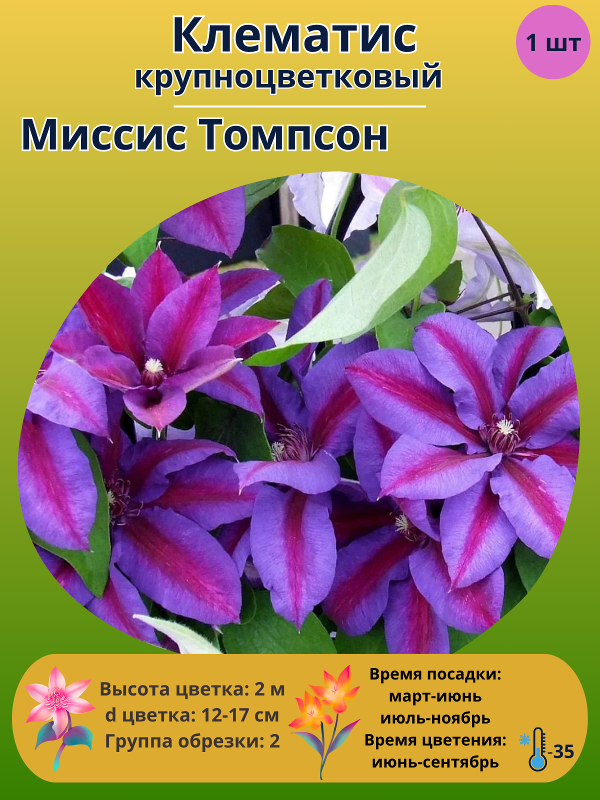 Клематис крупноцветковый Миссис Томпсон, многолетние цветы
