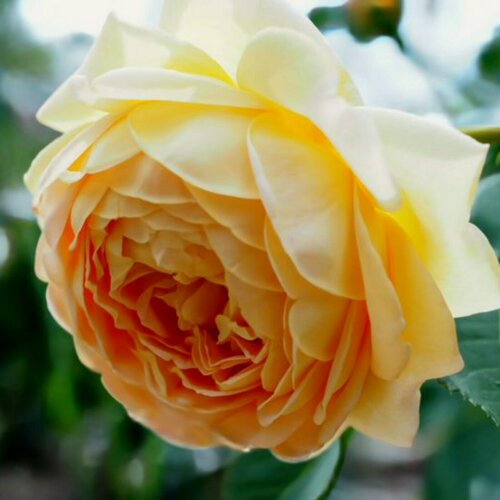 Изображение товара Роза английская Голден Cелебрейшн (Golden Celebration) / 1 шт