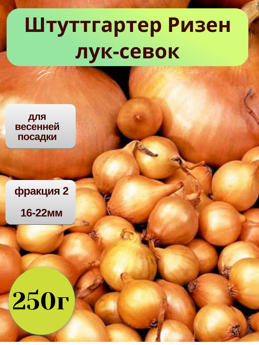 Лук севок Штуттгартер Ризен 250г для посадки весной на репку  для зелени