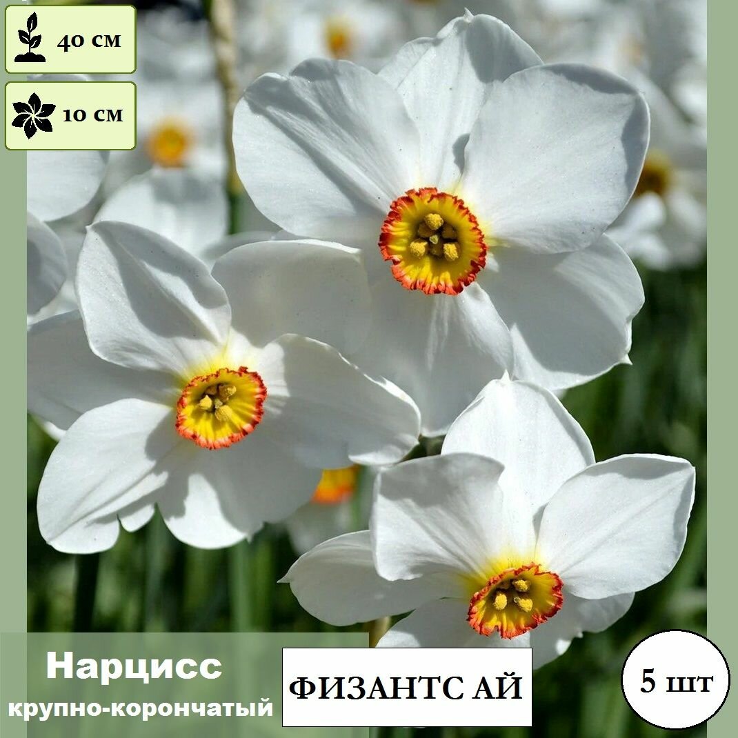 Луковицы Нарцисс крупнокорончатый Фризантс Ай / в упаковке 5 шт