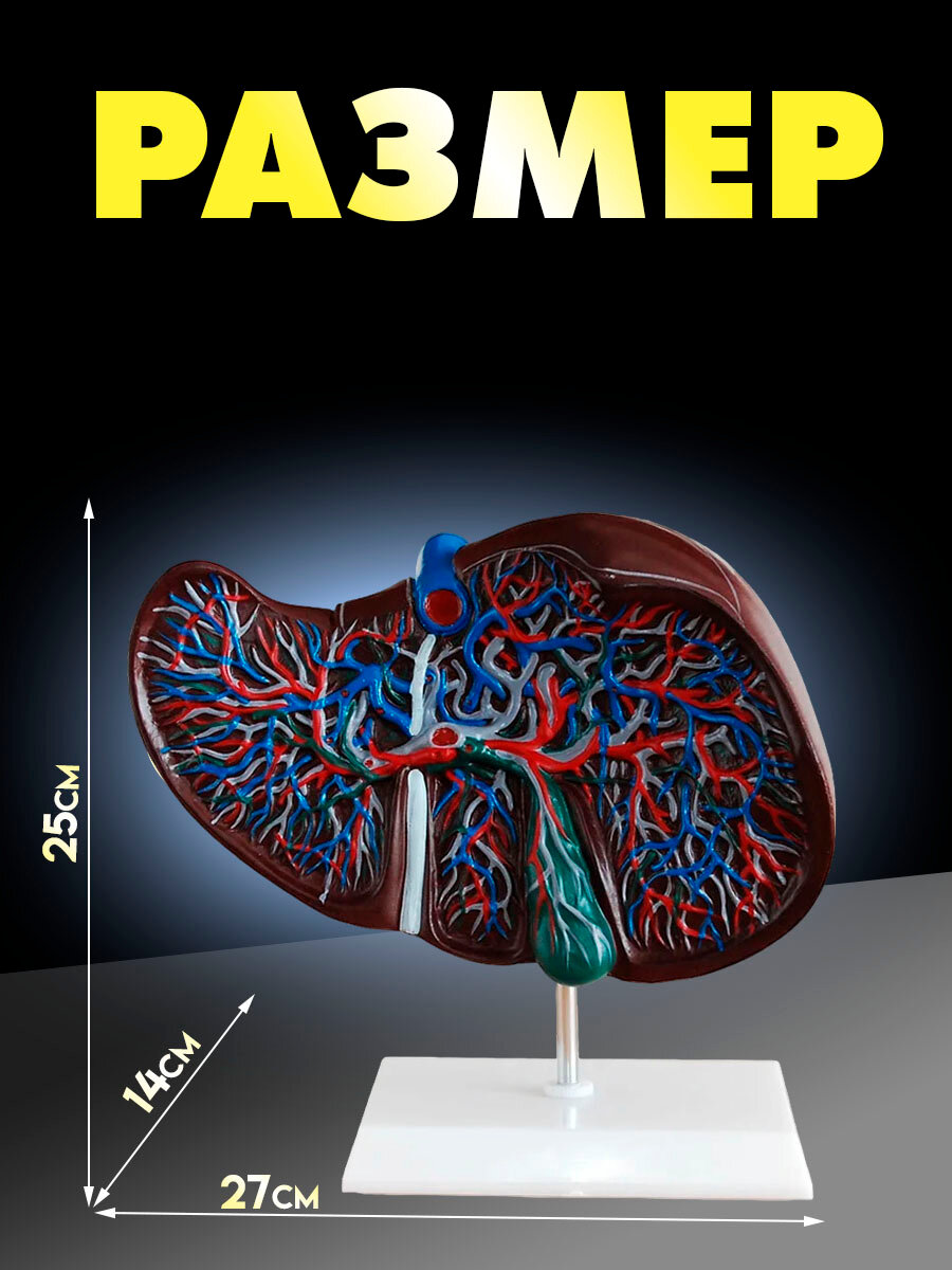 Анатомическая модель печени Retorsa, с подставкой, ПВХ, точная анатомия — фото 1