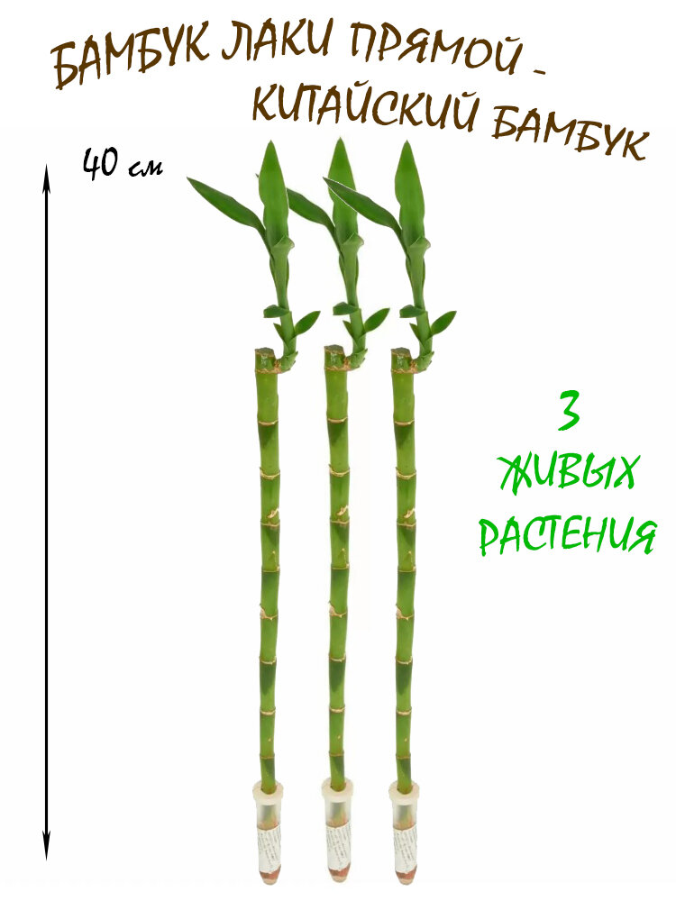 Бамбук Лаки прямой 3шт высота 40см