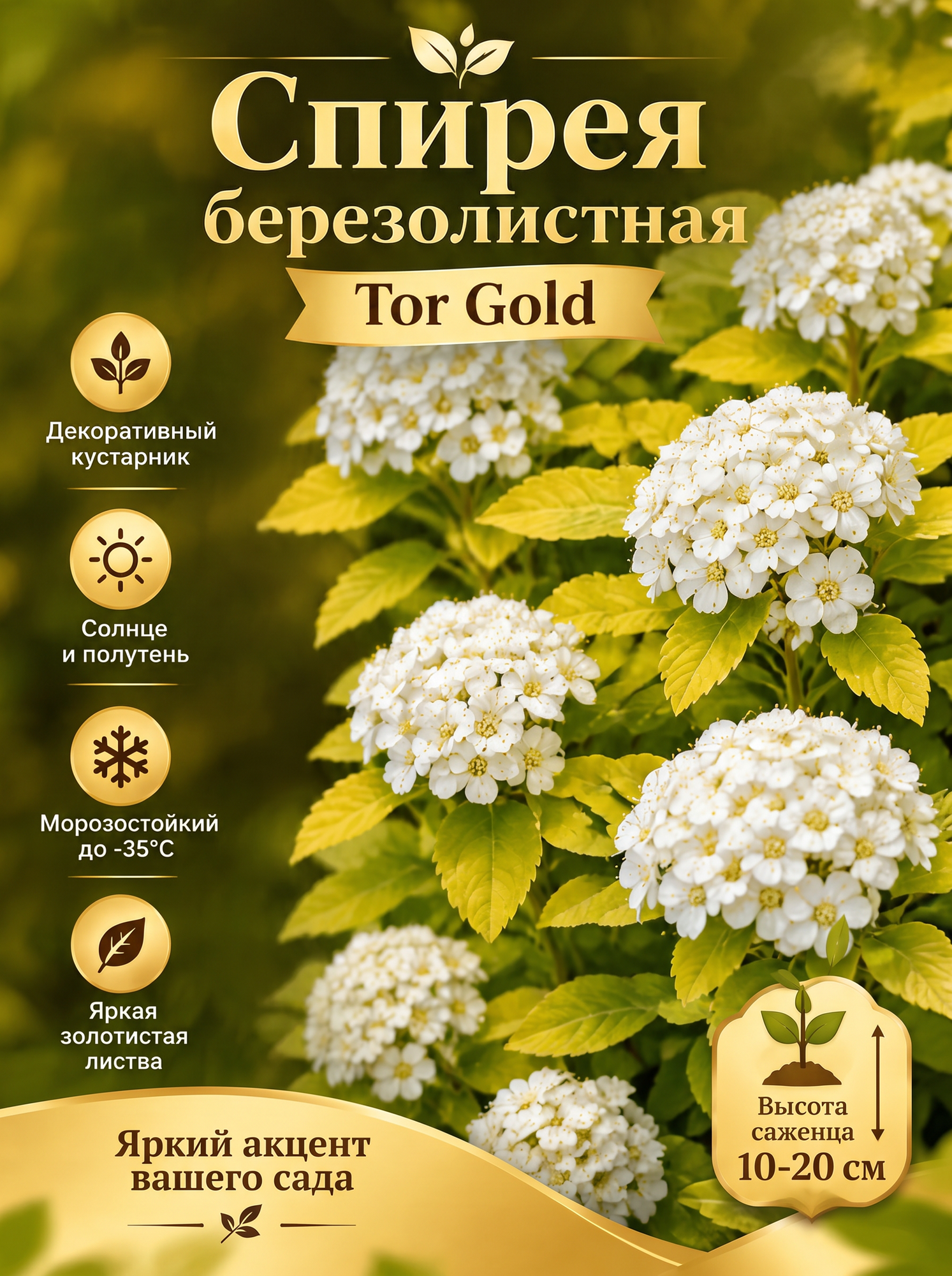 Спирея березолистная Tor Gold (Тор Голд)
