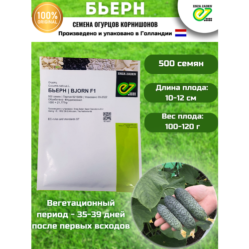 Бьерн F1 - семена огурцов корнишонов, 500 семян, Enza Zaden/Энза Заден (Голландия)