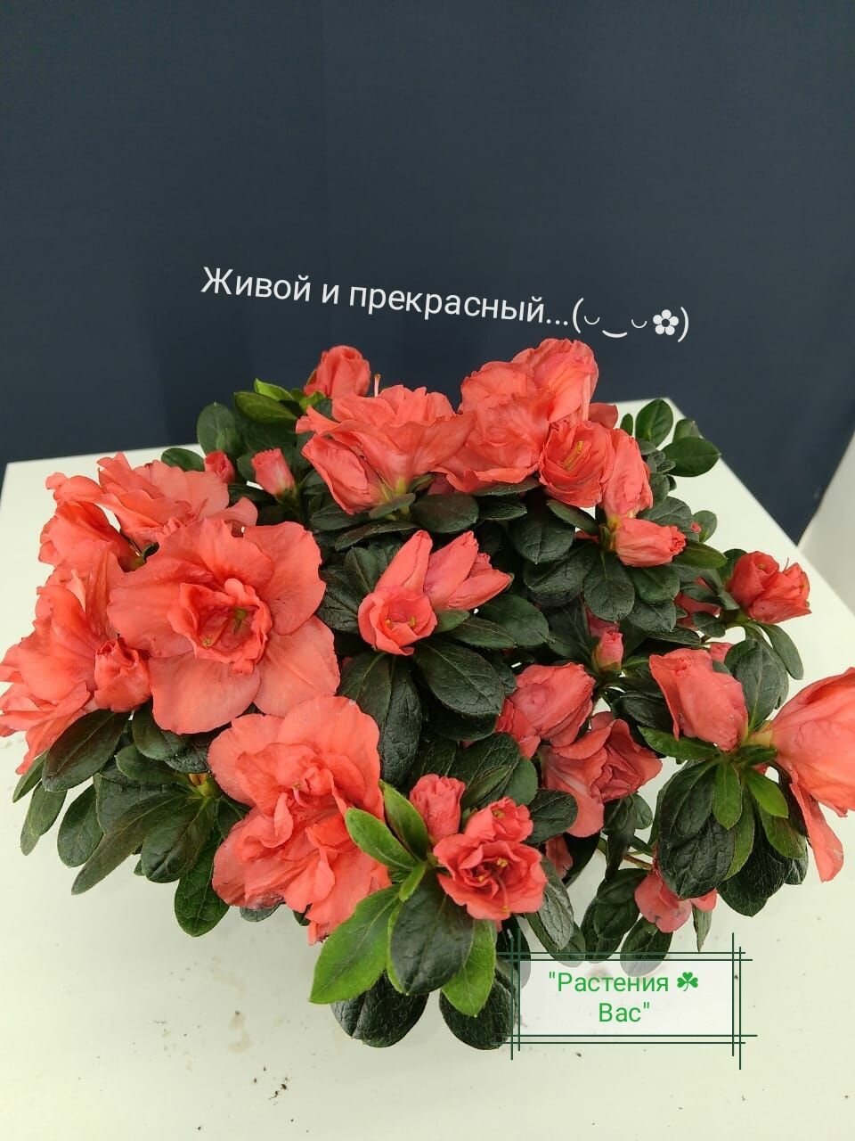 Азалия красная в 15 горшке